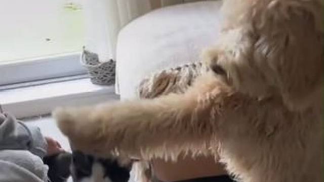 小狗：主人，我可以摸摸吗？主人：要像我这样轻轻的哦。#萌宠