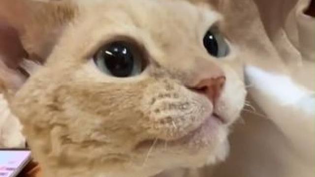 猫咪：别亲了别亲了！主人：它好像很享受哎！#萌宠