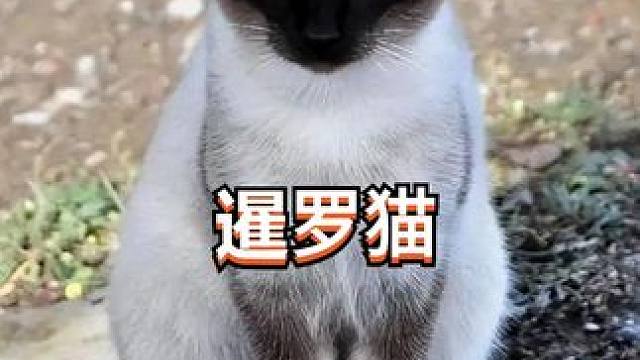 暹罗猫菲佣，黏人可爱脾气好 #暹罗猫 #宠物猫 #猫咪