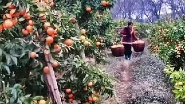 山卡卡里的农村大姐学费了开直播每天收获满满您还在恐播怕播不敢幵播开播了不知说什么吗#记录真实生活 #