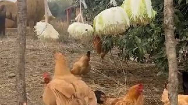 这样养鸡的还是头一次见！竟然培训出了一群“战斗机”！ #农村散养土鸡 #鸡蛋 #无菌蛋 #三农 #溏
