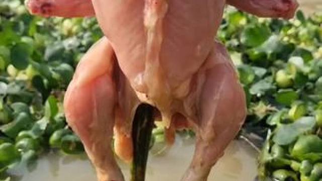 奇葩钓鱼法#钓鱼 #抓鱼 #内容启发搜索