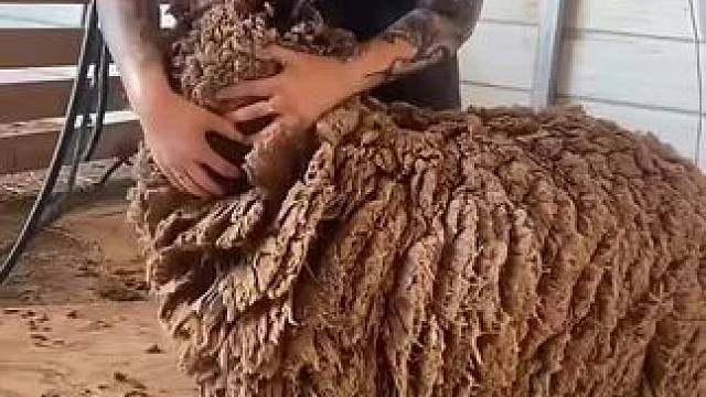 剃羊毛咯#dou来休息一下 #解压