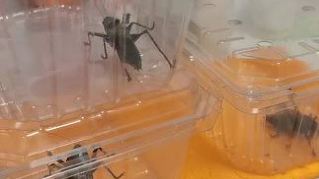 侯家灯火贫家月；
一样元宵两样看；
路花落尽园花开；
四方八面野香来。
一花一木，一草一叶，洗一个澡