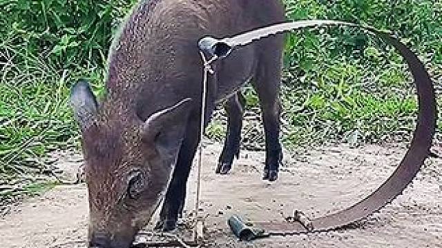 抓住神器太牛，结局出人意料 