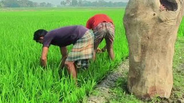 田园生活， #田间地头就是我的舞台 #田园生活乐趣多 #辛勤劳动者记录农村生活 #春耕就是农民忙碌的