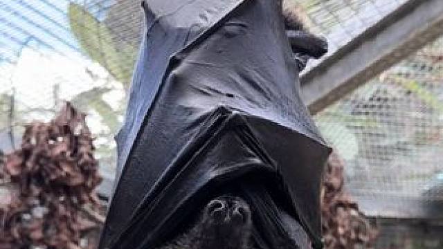 宠物果蝠睡大觉 #国外视频分享 #奇妙的动物 #宠物