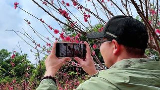 春有约，花不误，岁岁不相互，你若有约，我不误，岁岁年年人如初#拍花技巧 #桃花朵朵开 #又是一年桃花