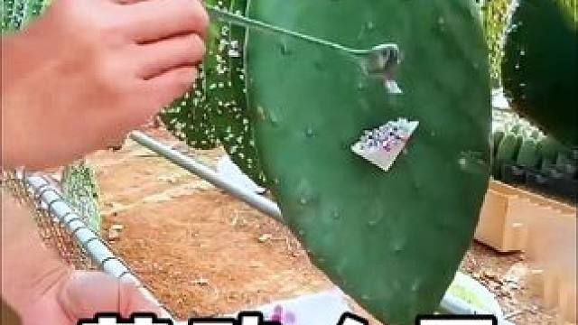 #三农 #劳动人民的智慧 #神操作 #实用小技巧 #劳动人民最光荣