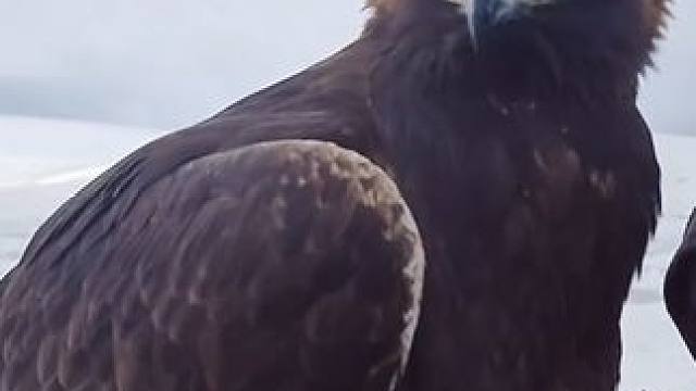 遛宠物金雕 #国外视频分享 #奇妙的动物 #宠物