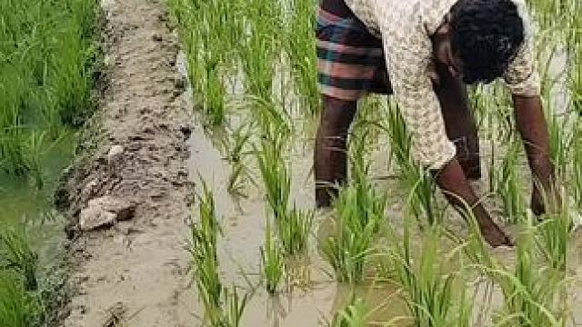 田园生活乐趣多 #春耕就是农民忙碌的开始 #田间地头就是我的舞台 #田园生活乐趣多 #辛勤劳动者记录