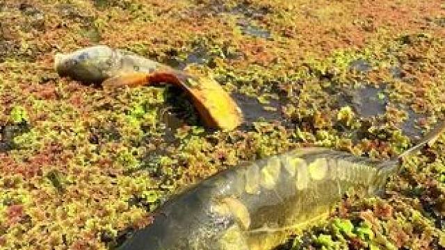 逮鱼摸虾#逮鱼摸虾#户外抓鱼 #抓鱼 #内容启发搜索