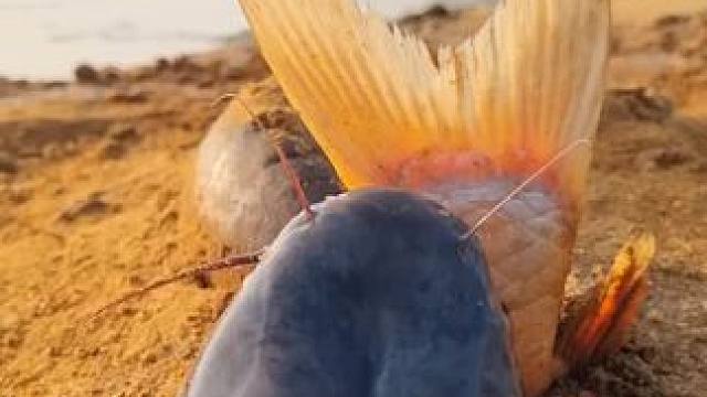 徒手抓鱼#抓鱼#徒手抓鱼#户外抓鱼