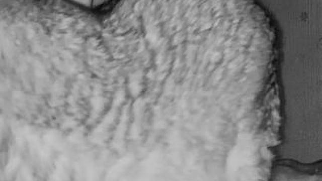 这小翘臀可以哦 #铲屎官的乐趣 #小猫咪是看不腻的 #监控下的猫咪