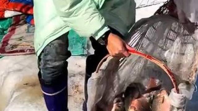 #户外捕鱼 #好多鱼