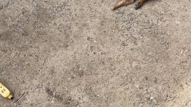 这都啥时候了，还行大礼，咱也没红包给呀