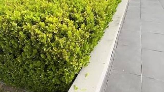 庭院修剪清洁工艺。 #瓜子二手车 #解压视频 #极度舒适 #解压时刻 #高质量解压视频