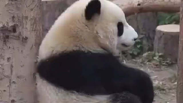 这是打醉拳还是真瞌睡，太好笑了，太萌啦人生路上，遇见善良，学会付出；遇见微笑，学会分享；遇见坎坷，学