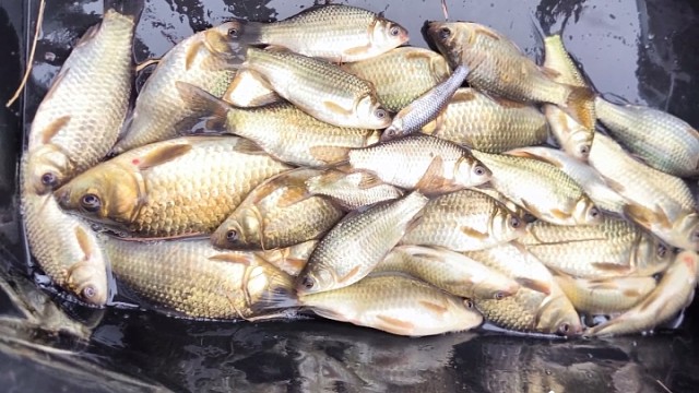 主播不直播跑去钓鱼