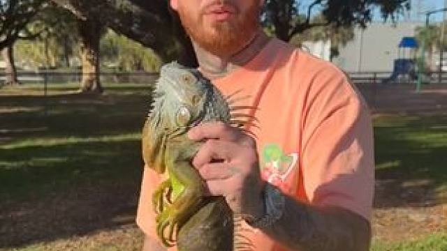 小伙徒手捉鬣蜥 #国外视频分享 #野生动物零距离 #奇妙的动物