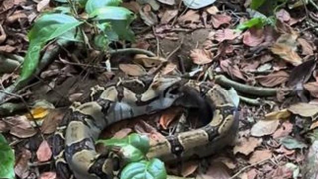 偶遇小蟒捕食 #国外视频分享 #野生动物零距离 #奇妙的动物