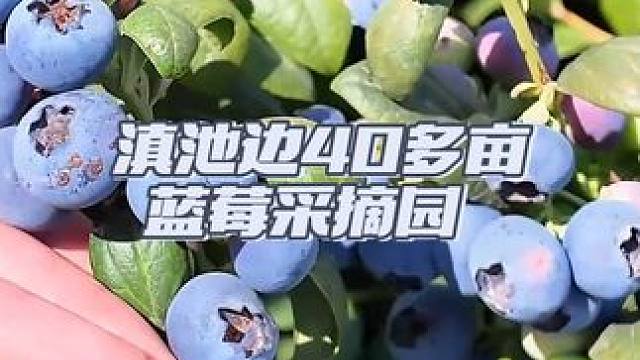 云南人春天实现蓝莓自由