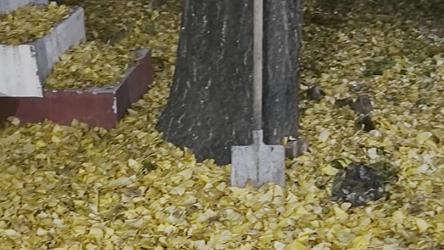 秋天的农家小院。