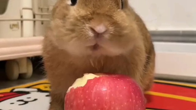 you are the apple in my eye