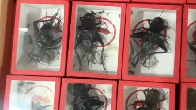 精品油葫芦来啦