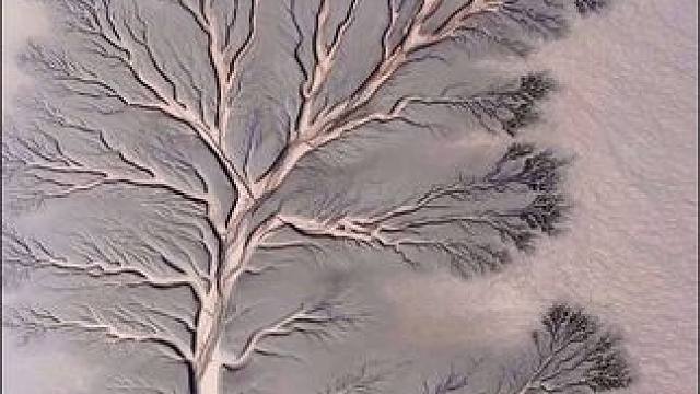 当钱塘江潮水退去，独特的潮汐树景观亦是惊艳了世人，蜿蜒曲折的潮沟犹如一棵棵参天大树，枝叶繁茂，展现大