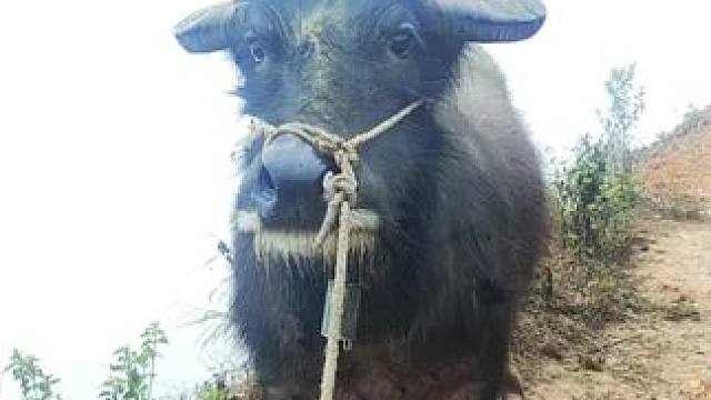 爱拍照的牛牛#记录我的乡村生活#放牛的生活#田园生活