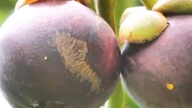 原来榨成汁更好喝！ #科普