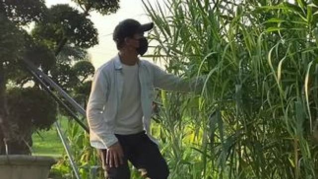 看到芦苇试试这样拍太美了#手机摄影 #拍摄技巧 #芦苇 #治愈系 #治愈系风景