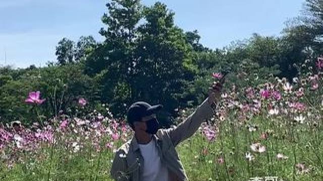 格桑花试试这样拍也太美了吧#手机摄影 #格桑花 #拍摄技巧 #治愈系风景 #又到了赏花拍照的季节