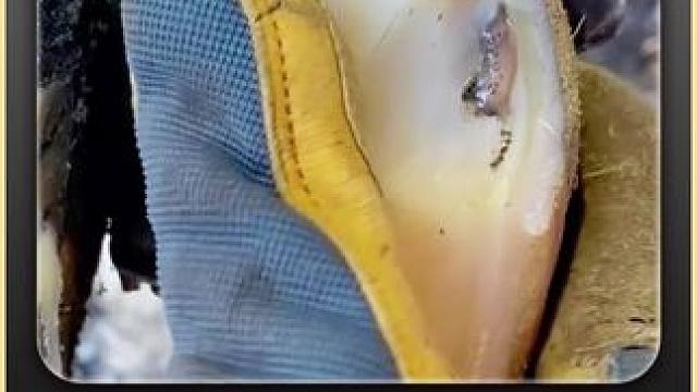 轻轻一点，牛汁开演 #解压 #修蹄 #助眠 #强迫症 #极度舒适