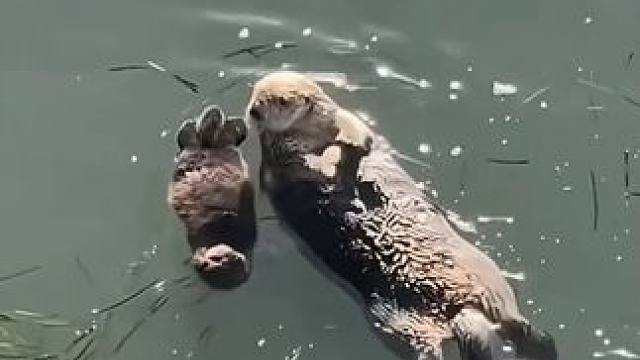 海獭妈妈牌小船永远为海獭宝宝保驾护航！#海獭 #母爱 #萌宠 #动物