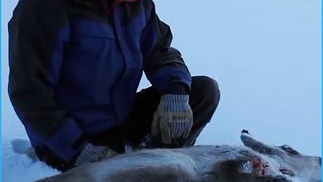 在北极圈独居的男人，一个人尽情享受狩猎的快乐 几张兽皮就卖了几百美元 #零度以下的生活 #独居 #纪