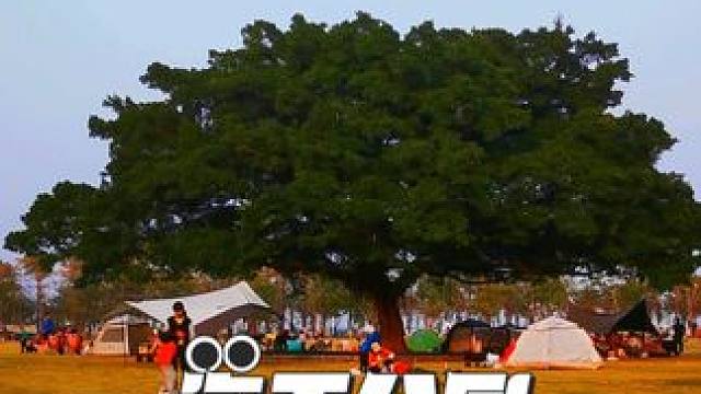 珠海树冠最大的榕树 海天公园里藏着一个巨大的瀑布