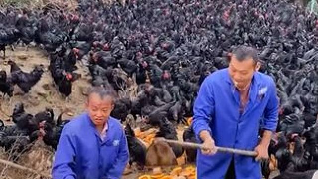 原来“无菌蛋”是这样来的！ #无菌蛋 #鸡蛋 #黑鸡蛋 #溏心蛋 #土鸡蛋