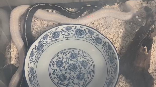 我滴两个大宝贝