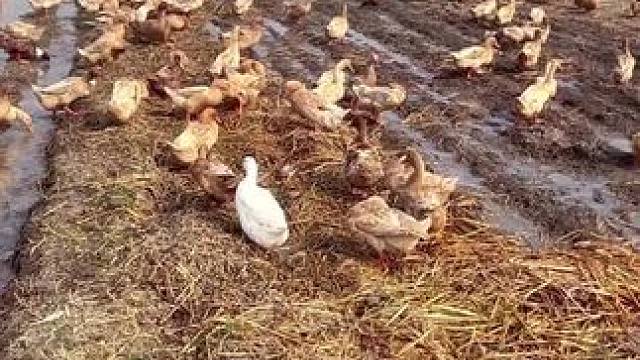 农村生活#田园生活 #农村生活