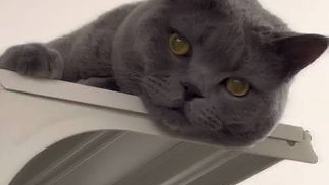 家里新安装的监控#猫咪的迷惑行为 #日常vlog #猫咪 #猫买回来一直响是为什么 #萌宠出道计划