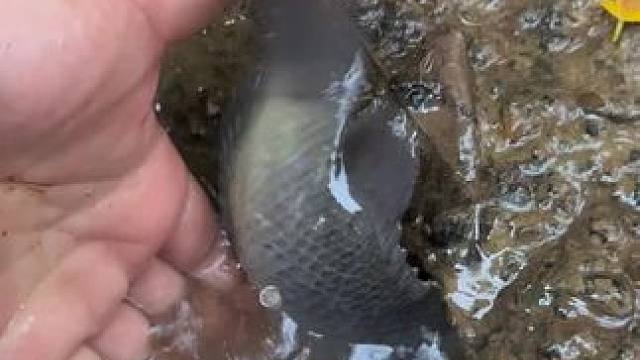 抓鱼#抓鱼#户外抓鱼 #农村生活 #内容启发搜索