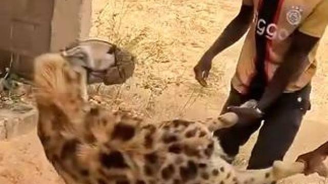 非洲街头的鬣狗艺人 #纪录片 #内容启发搜索 #动物世界