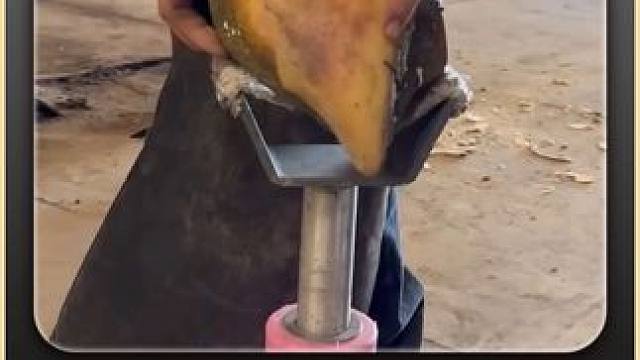 你想在我蹄底动刀，就别怪我把你撂倒#闲鱼捡漏 #万物皆可挂闲鱼 #解压 #助眠 #修蹄