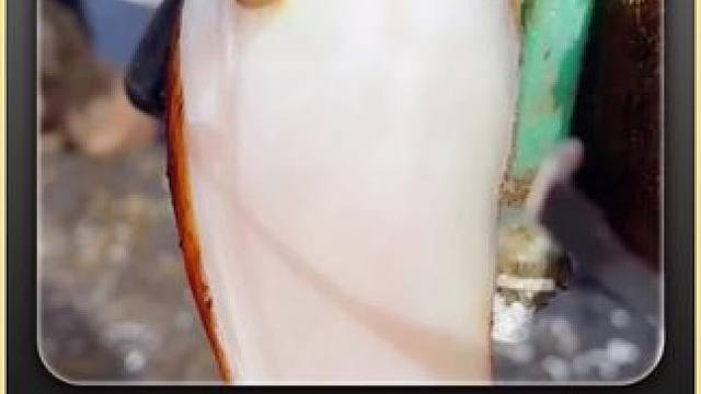 糟糕，牛蹄上又冒起了小泡#修蹄 #解压 #助眠 #强迫症 #极度舒适