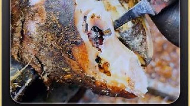 2025开局最炸裂的牛蹄震撼来袭 #修蹄 #解压 #助眠 #强迫症 #极度舒适