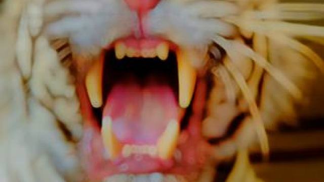 有吃的干嘛还这么凶啊？是怕鸡肉被抢了吗？#猛兽 #老虎 #大猫 #动物世界