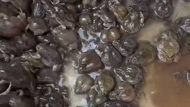 炖了三斤的蛋蛋蛙 #泰国美食 #户外美食 #美食 #内容启发搜索