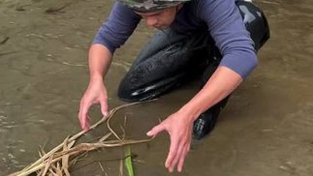 轻轻松松抓几条大鱼#抓鱼#徒手抓鱼 #是时候展现真正的技术了 #内容启发搜索